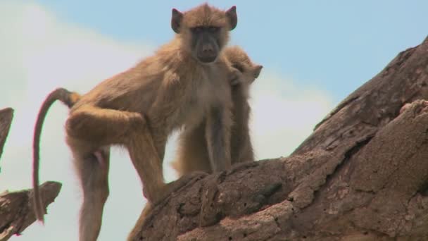 Paviane sitzen in einem Baum und picken Flöhe — Stockvideo