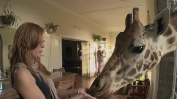 Žirafy se držet hlavu do okna — Stock video