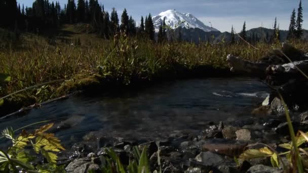 Un hermoso arroyo pequeño — Vídeo de stock