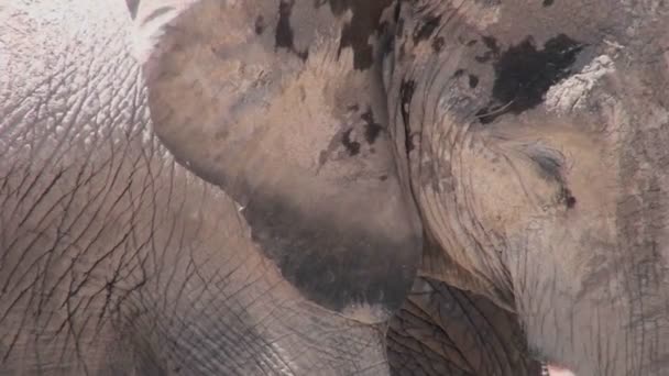 Close-up van olifant slapen. — Stockvideo