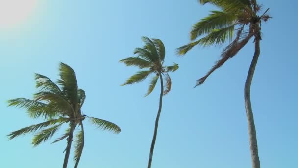 바람에 날리는 야자나무들 — 비디오