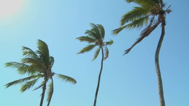 Palmeras soplando en el viento — Vídeo de stock