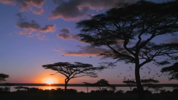 Birds fly at sunset — Stock Video