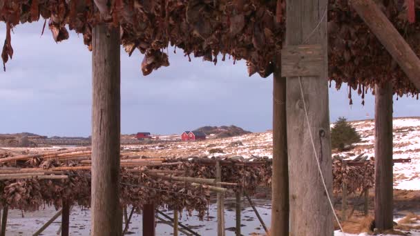 Les poissons sont suspendus pour sécher sur des supports en bois — Video