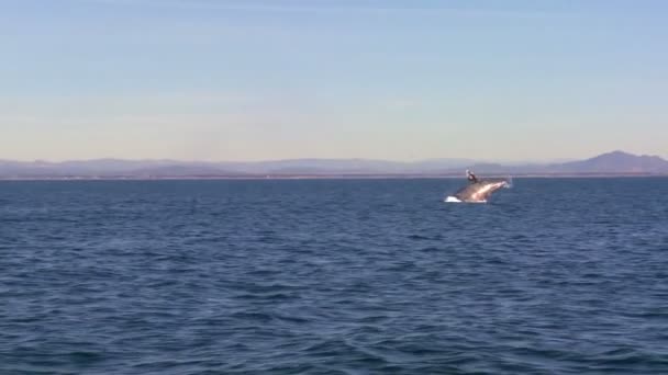 Walvis maakt een grote plons voor de kust — Stockvideo