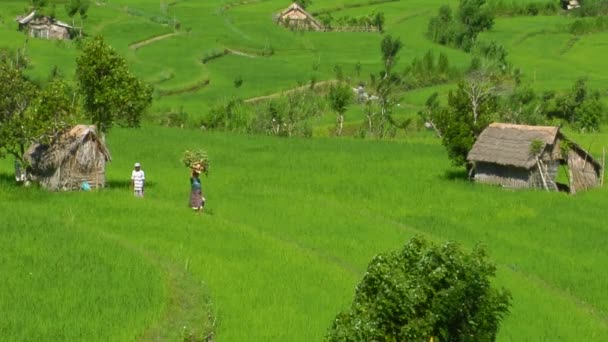 Granja de arroz en terrazas — Vídeo de stock