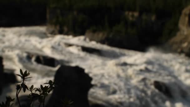 Mudança de foco da planta para o rio rápido — Vídeo de Stock