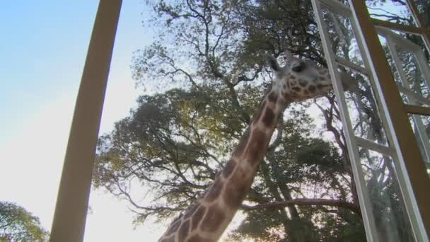 Mulino giraffa intorno vecchia villa — Video Stock