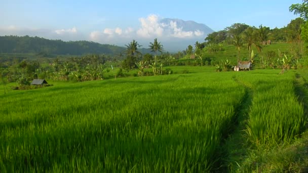 Terraced ryżu gospodarstwa — Wideo stockowe