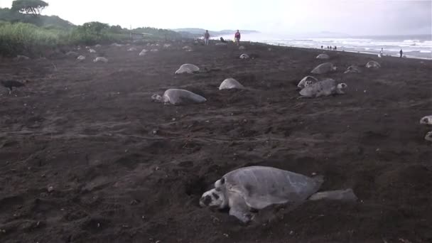 Tartarugas se movem em uma praia para colocar ovos — Vídeo de Stock