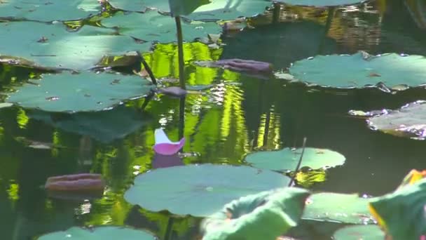 Un pétale flotte dans un étang — Video