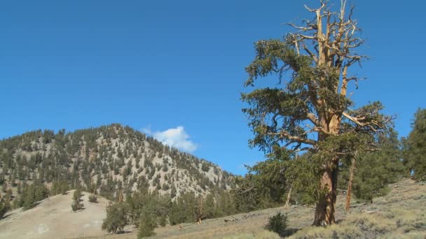 松树生长在怀特山脉 — 图库视频影像