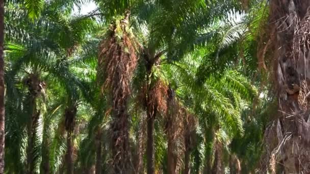 Palmiye ağaçları sway — Stok video