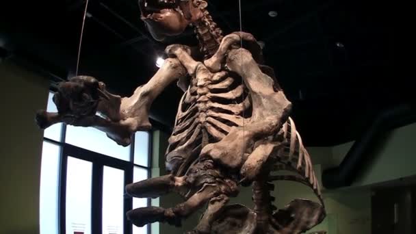 Dinosaur skeleton in a museum — Stock Video