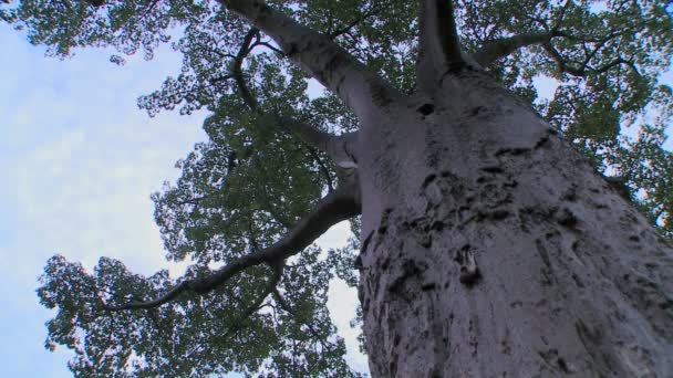 Árbol baobab en el Parque Nacional Tarangire — Vídeos de Stock