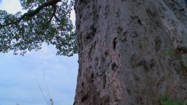 Drzewie baobabu w park narodowy Tarangire — Wideo stockowe