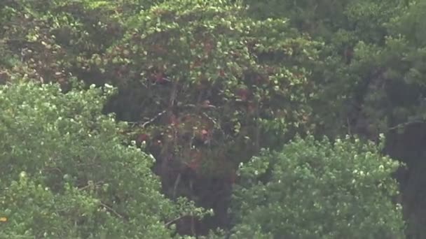 Lluvia cae en el bosque — Vídeo de stock