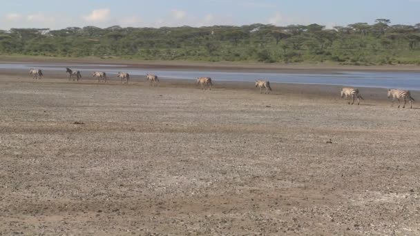 Zebras migram através do rio — Vídeo de Stock