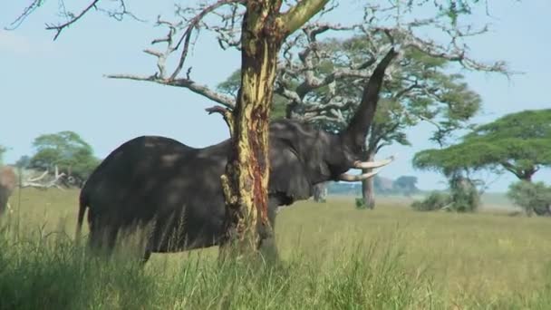 Elefante raggiunge gli alberi — Video Stock