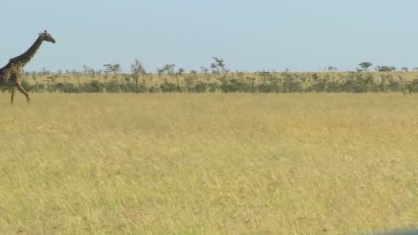 Giraffa attraversa savana — Video Stock