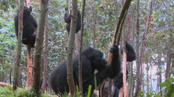 Gorillor äter eukalyptus grove — Stockvideo