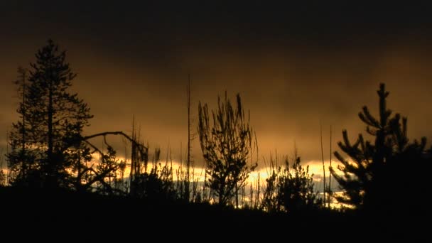 Het Nationaalpark Yellowstone — Stockvideo