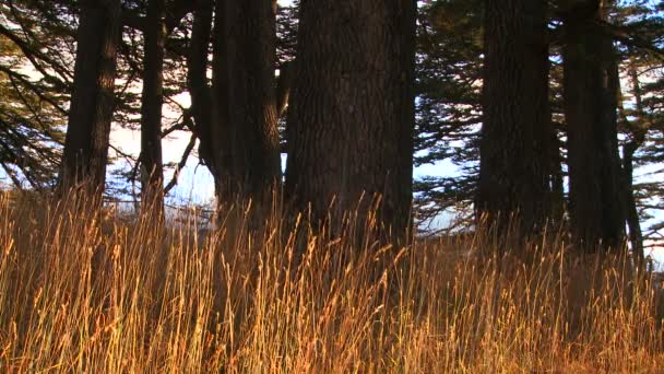 Las hierbas crecen frente a las montañas — Vídeos de Stock