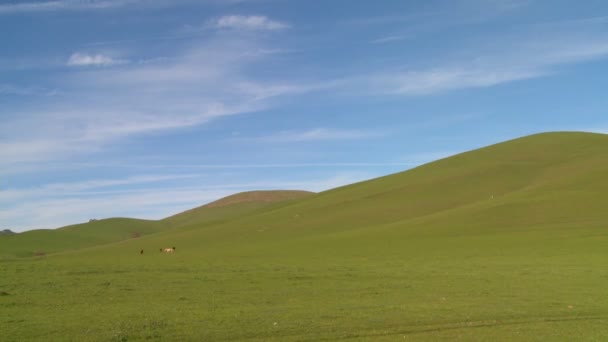 Campos verdes rolar para o horizonte — Vídeo de Stock