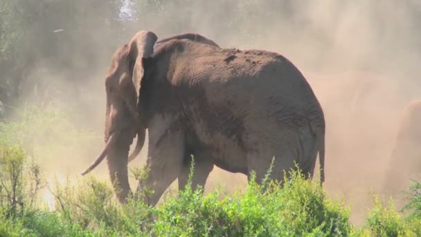 Elefantes tomando baño de polvo — Vídeo de stock