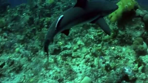 Tiro subaquático de um tubarão — Vídeo de Stock
