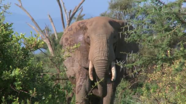 Angry African elephant — Stock Video