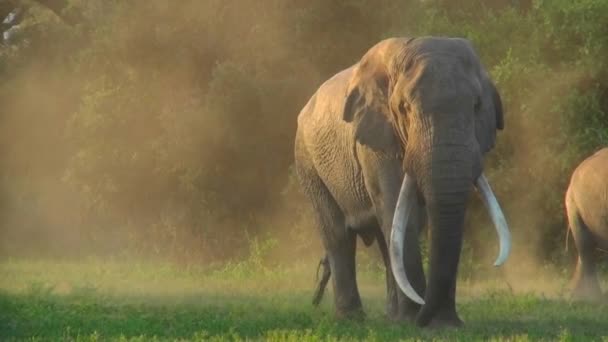 Słonie stoją w świetle wczesnego poranka — Wideo stockowe