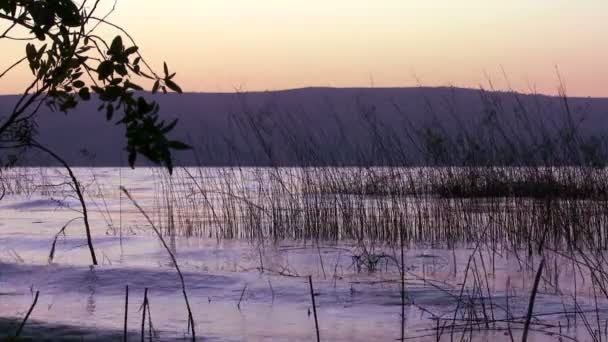 Grasses grow in the Sea Of Galilee — Stock Video