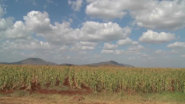 El maíz crece en campos agrícolas — Vídeos de Stock