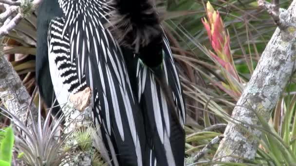 Siyah ve beyaz tüyleri bir kuş — Stok video