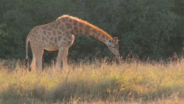 Girafa pastoreia em capim dourado — Vídeo de Stock