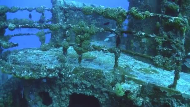 Fishes swim around shipwreck. — Stock Video