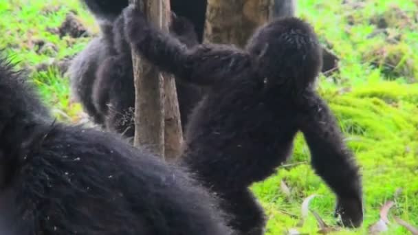Os gorilas bebés brincam nas selvas. — Vídeo de Stock