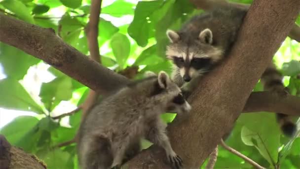 Dos mapaches en un árbol — Vídeos de Stock