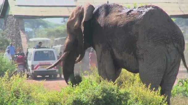 Массовые позы африканского слона — стоковое видео