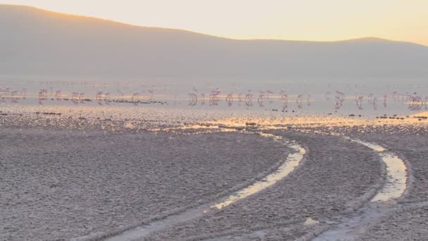 Ślady prowadzą do Lake Nakuru — Wideo stockowe