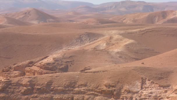 Ovinos em Wadi Rum, Jordânia — Vídeo de Stock