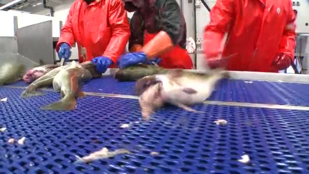 Hommes coupant du poisson à l'usine — Video