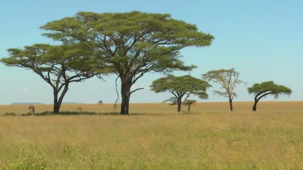 Träd som odlas på den afrikanska savannen — Stockvideo