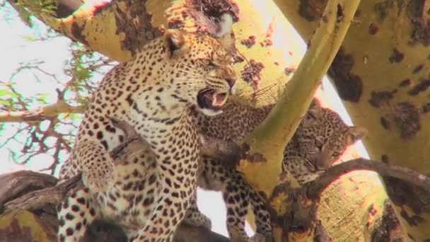 Леопардовая мать с детёнышем на дереве — стоковое видео