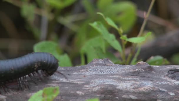 Entipede crawls across branch — Stock Video