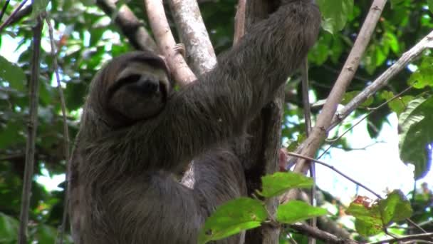 Paresseux d'arbre relaxant dans un arbre — Video