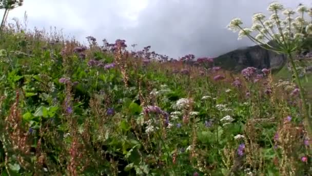 Flores están floreciendo en primavera — Vídeos de Stock