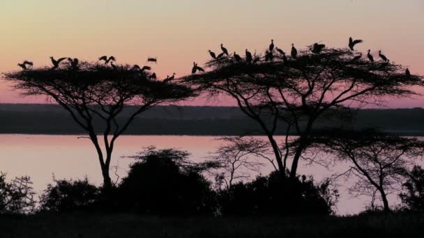 Gli uccelli siedono sugli alberi — Video Stock