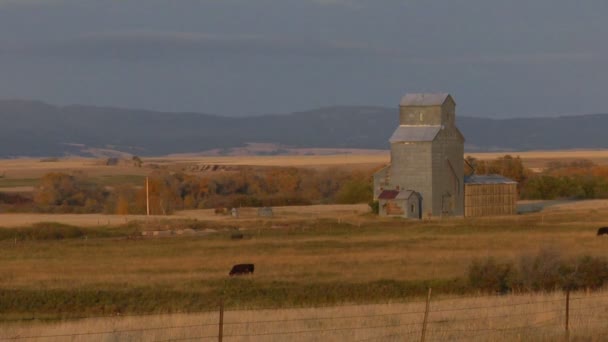 A grain silo sits — Stock Video